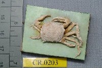 藏品(隆背蟹屬)的圖片